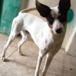 Bodeguero Mischling Pituso, 09/2024, ca. 53 cm