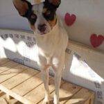 Bodeguero Mischling Pituso, 09/2024, ca. 53 cm