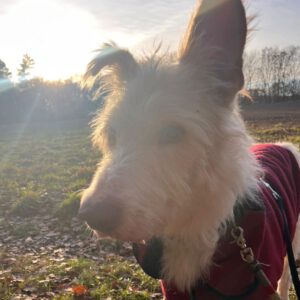Podenco Campanero Protecton, 02/2016, ca. 70 cm, 21493 Südergellersen