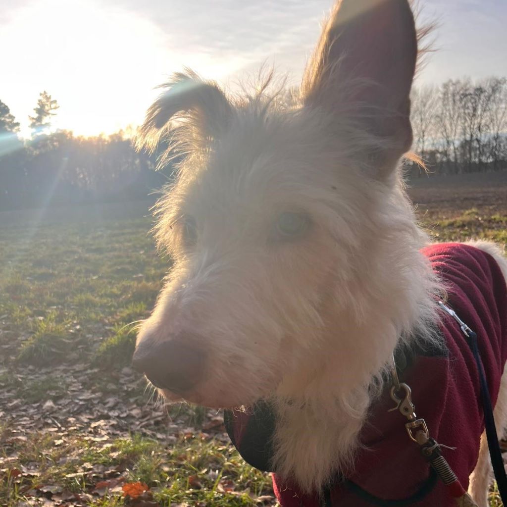 Podenco Campanero Protecton, 02/2016, ca. 70 cm, 21493 Südergellersen