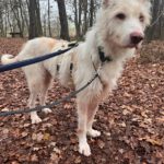 Podenco  Campanero Protecton, 02/2016, ca. 70 cm, 21493 Südergellersen