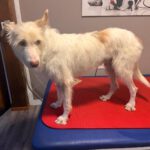 Podenco  Campanero Protecton, 02/2016, ca. 70 cm, 21493 Südergellersen