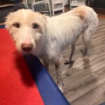 Podenco  Campanero Protecton, 02/2016, ca. 70 cm, 21493 Südergellersen