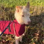 Podenco  Campanero Protecton, 02/2016, ca. 70 cm, 21493 Südergellersen