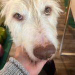 Podenco  Campanero Protecton, 02/2016, ca. 70 cm, 21493 Südergellersen