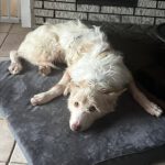 Podenco  Campanero Protecton, 02/2016, ca. 70 cm, 21493 Südergellersen