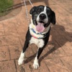 Mischling Pura, 11/2019, ca. 65 cm