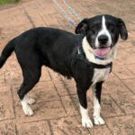 Mischling Pura, 11/2019, ca. 65 cm