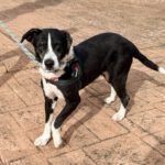 Mischling Pura, 11/2019, ca. 65 cm