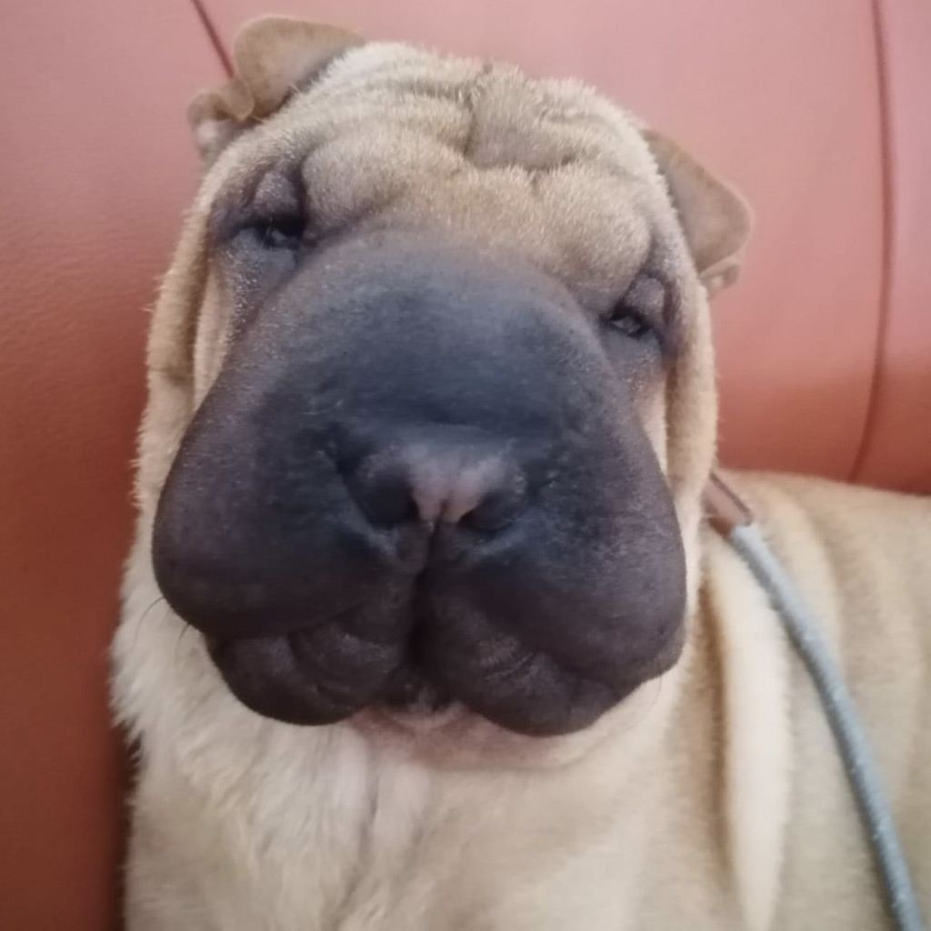 Qualzucht bei Hunden