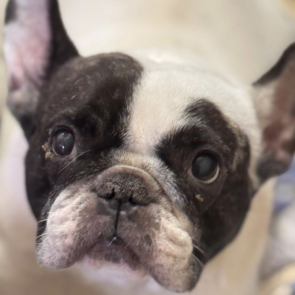 Qualzucht bei Hunden