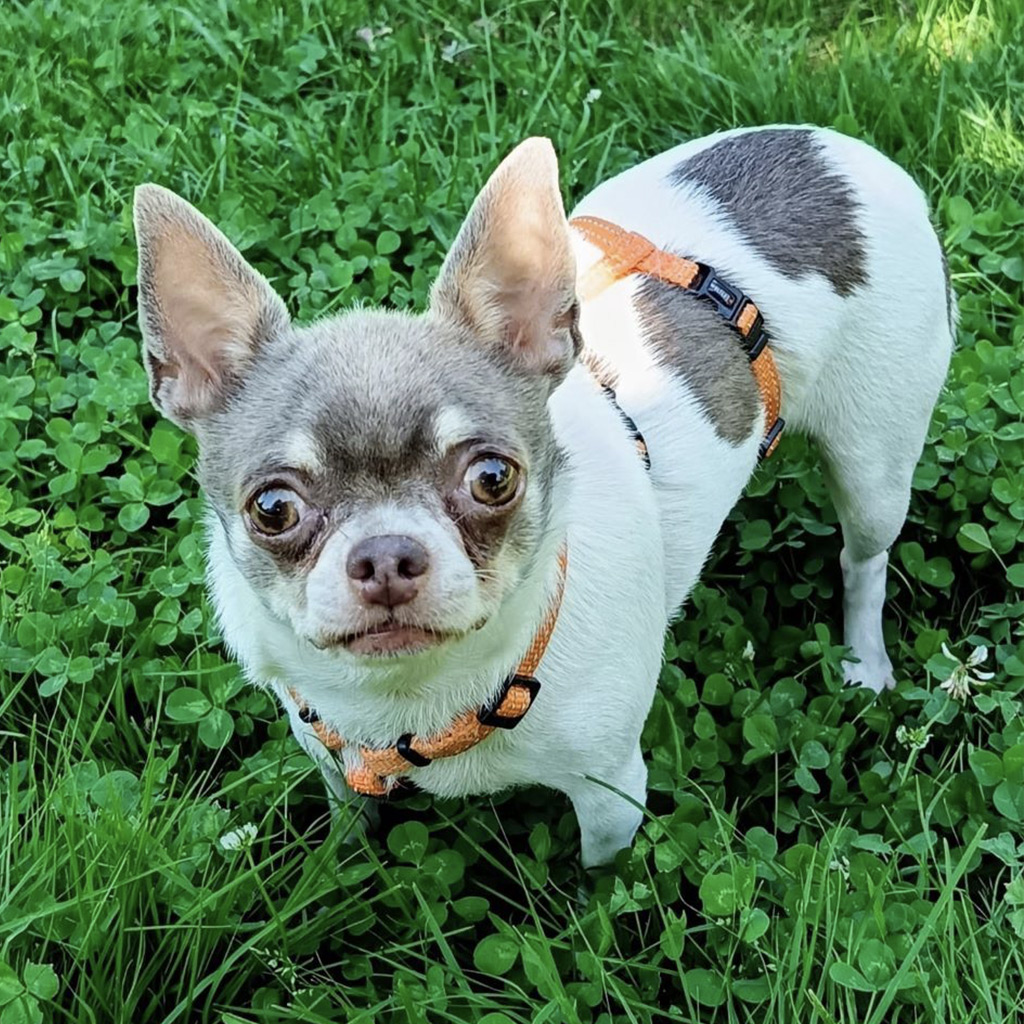 Qualzucht bei Hunden