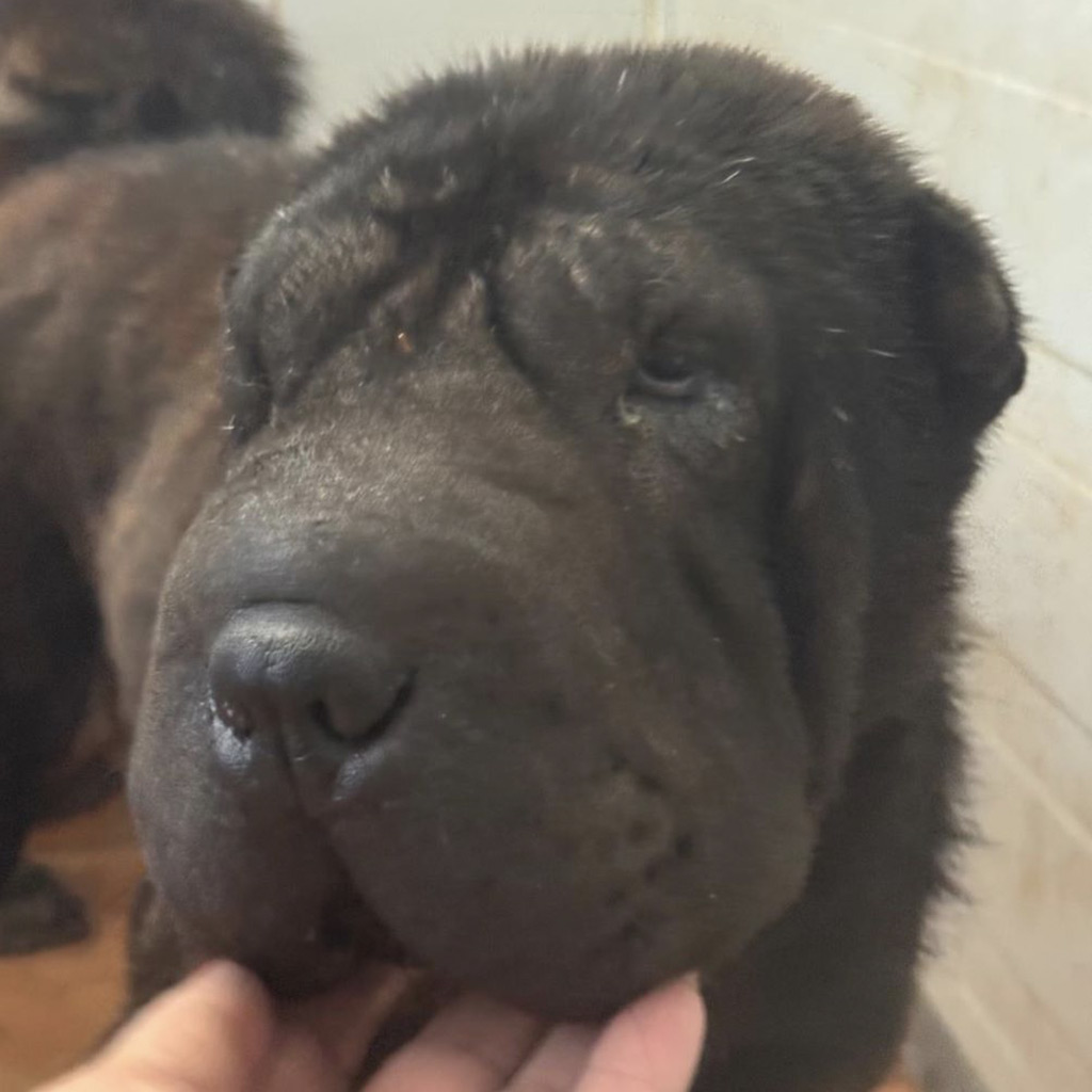 Qualzucht bei Hunden