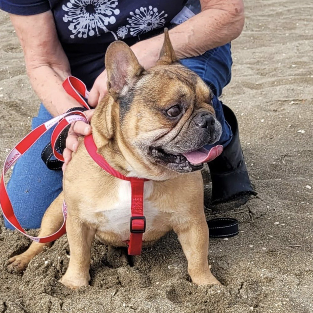 Qualzucht bei Hunden