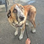 Mastin Ragnar, 10/2023, ca. 65 cm