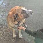 Mastin Ragnar, 10/2023, ca. 65 cm