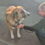 Mastin Ragnar, 10/2023, ca. 65 cm