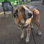 Mastin Ragnar, 10/2023, ca. 65 cm