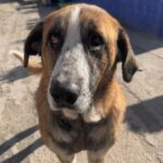 Mastin Ragnar, 10/2023, ca. 65 cm