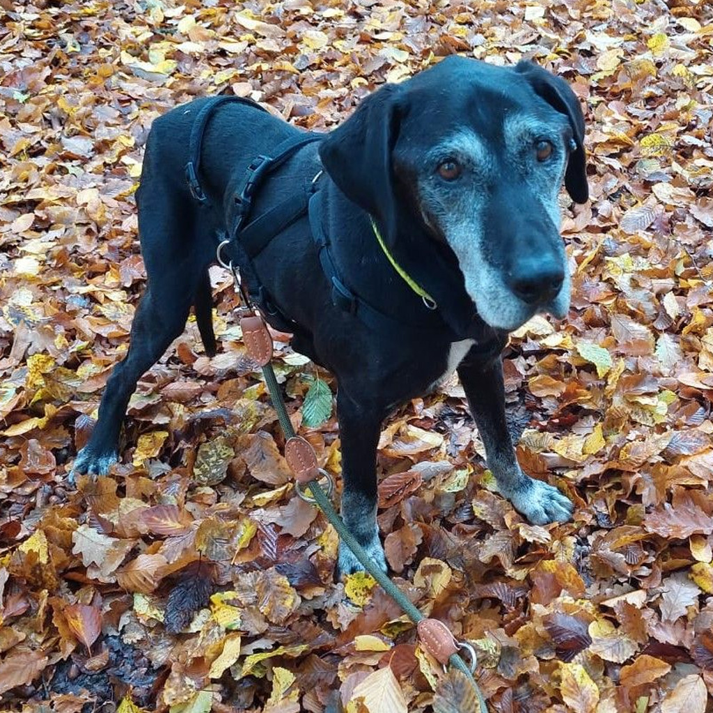 Regenbogenbrücke Rocky - SALVA Hundehilfe e.V.