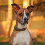 Boxer Mischling Reina, 10/2016, ca. 45 cm, 29410 Salzwedel