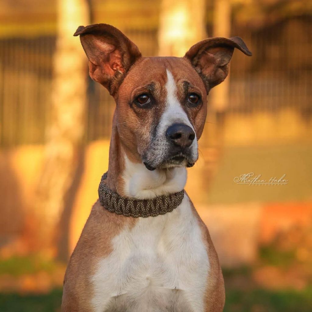 Boxer Mischling Reina, 10/2016, ca. 45 cm, 29410 Salzwedel