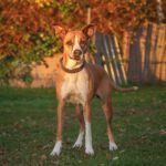 Boxer Mischling Reina, 10/2016, ca. 45 cm, 29410 Salzwedel