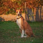 Boxer Mischling Reina, 10/2016, ca. 45 cm, 29410 Salzwedel