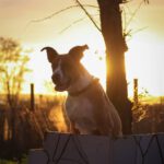 Boxer Mischling Reina, 10/2016, ca. 45 cm, 29410 Salzwedel