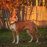 Boxer Mischling Reina, 10/2016, ca. 45 cm, 29410 Salzwedel