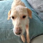 Mischling Remmelt, 10/2023,ca. 40 cm, 26506 Norden