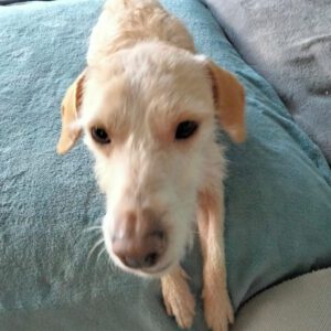 Mischling Remmelt, 10/2023,ca. 40 cm, 26506 Norden