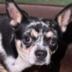 Chihuahua Mischling Ricardo, 01/2024, ca. 27 cm