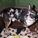 Chihuahua Mischling Ricardo, 01/2024, ca. 27 cm