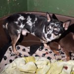 Chihuahua Mischling Ricardo, 01/2024, ca. 27 cm