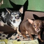 Chihuahua Mischling Ricardo, 01/2024, ca. 27 cm