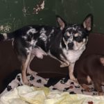 Chihuahua Mischling Ricardo, 01/2024, ca. 27 cm