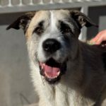 Mischling Rocky, 07/2022, ca. 60 cm