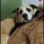 Mischling Rocky, 07/2022, ca. 60 cm