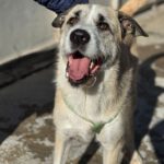 Mischling Rocky, 07/2022, ca. 60 cm