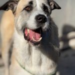 Mischling Rocky, 07/2022, ca. 60 cm