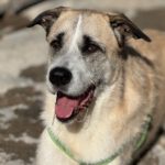 Mischling Rocky, 07/2022, ca. 60 cm