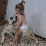 Mischling Rocky, 07/2022, ca. 60 cm