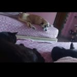 Mischling Rocky, 07/2022, ca. 60 cm