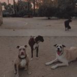 Mischling Rocky, 07/2022, ca. 60 cm