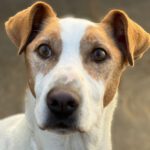 Podenco-Mischling Rocky, 08/2021, ca. 55 cm