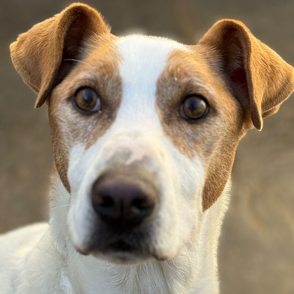 Podenco-Mischling Rocky, 08/2021, ca. 55 cm