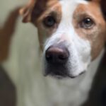 Podenco-Mischling Rocky, 08/2021, ca. 55 cm