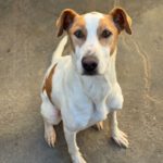 Podenco-Mischling Rocky, 08/2021, ca. 55 cm