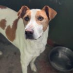 Podenco-Mischling Rocky, 08/2021, ca. 55 cm